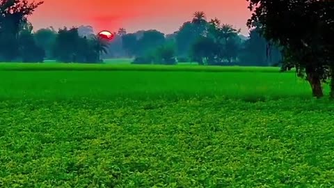 Farmer_life