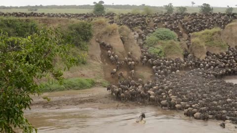 Wildebeest crossing Mara River at Entim Camp