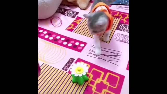 Funniest Animals - Best Of The 2021 Funny Animal Videos
