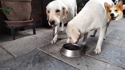 dog trainer contact 0345 2806656