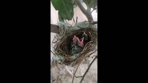 Baby nightingale ( 5 days old )