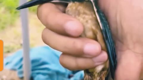 Bird's Beak Stuck in Tree...