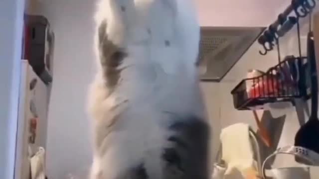 Rumble short ~ cute cat Vol 2.0