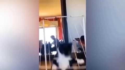 Funny animal moments #1