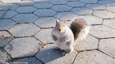 The Sticky Squirrel