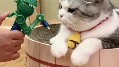Cat funny reactions with toy