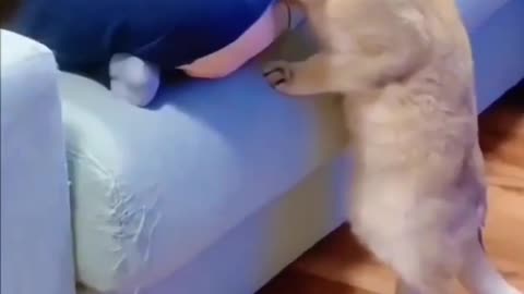 funny cat short 🐱🛠funny video cat 🙀 the funny 🙀 cat 💫💥🤣🤣