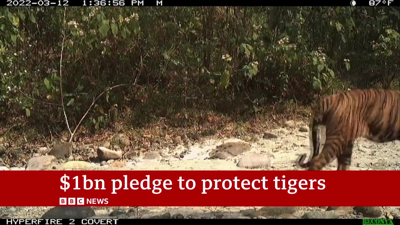 Tiger conservation: Ten countries pledge $1bnto protect population | BBC News