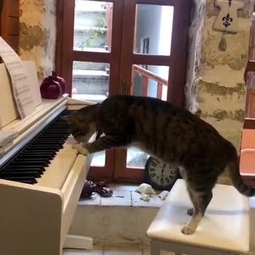 cat plays owner's white piano - cat plays the piano while owner is at work