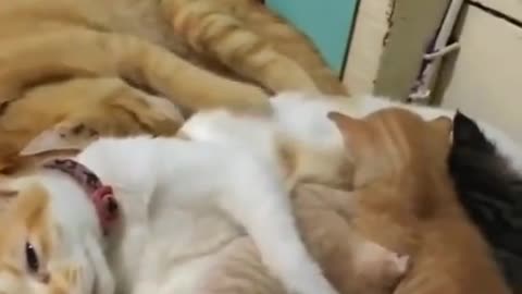 Happy cat family