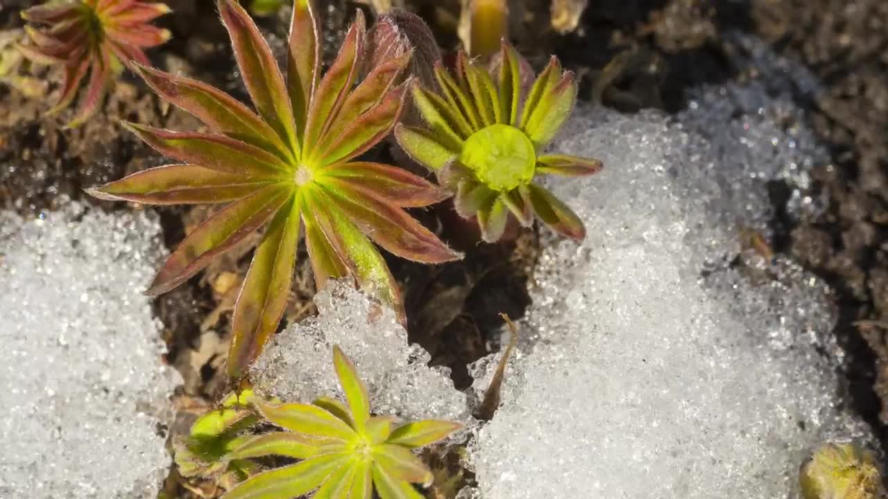 Softening snow and blossoms