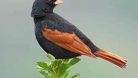 beautiful Bird 🐦 🐦‍⬛ video