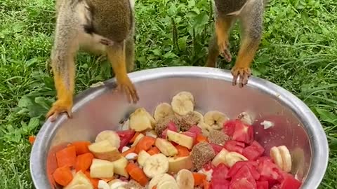 monkeys