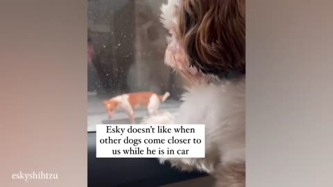 20 minutes of Funniest Animals 2023😂