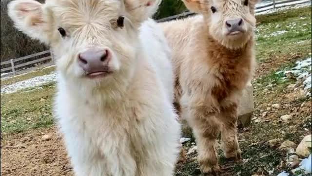 fluffy cows <33
