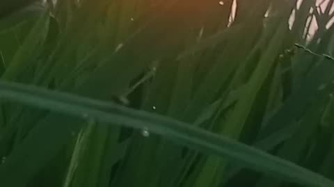 Sun the bangladesh