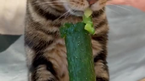 Who says cats are afraid of cucumbers Let me show you!