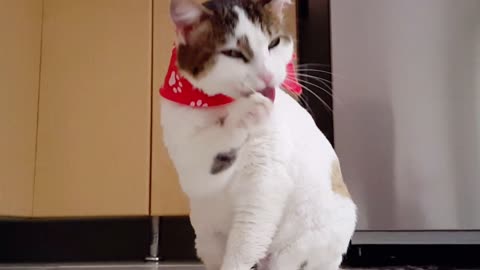 Funniest cats🐱In The World Funny and Fails Pets Video #shorts #cats #funny #animals...