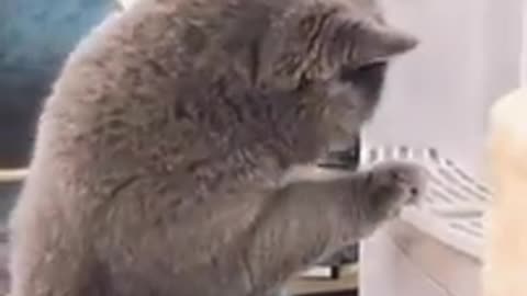 Aww Lovely Cat Funny Video | Cute Cats Viral Videos 😂💪🐺🐶