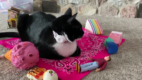 Funny cat listens to dad jokes.
