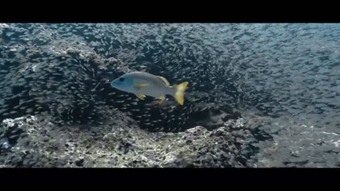 The most beautiful fish in the sea😍📈|The most beautiful fish in the ocean #fish #viral 4K