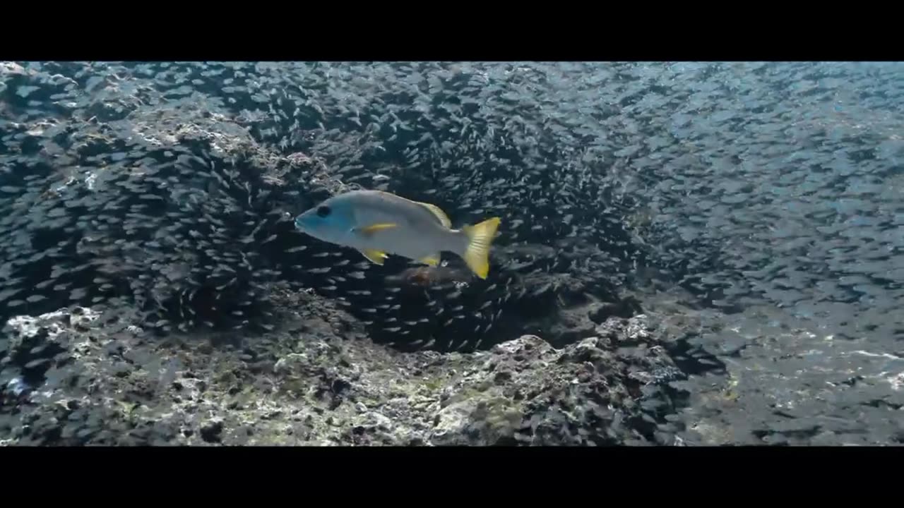 The most beautiful fish in the sea😍📈|The most beautiful fish in the ocean #fish #viral 4K