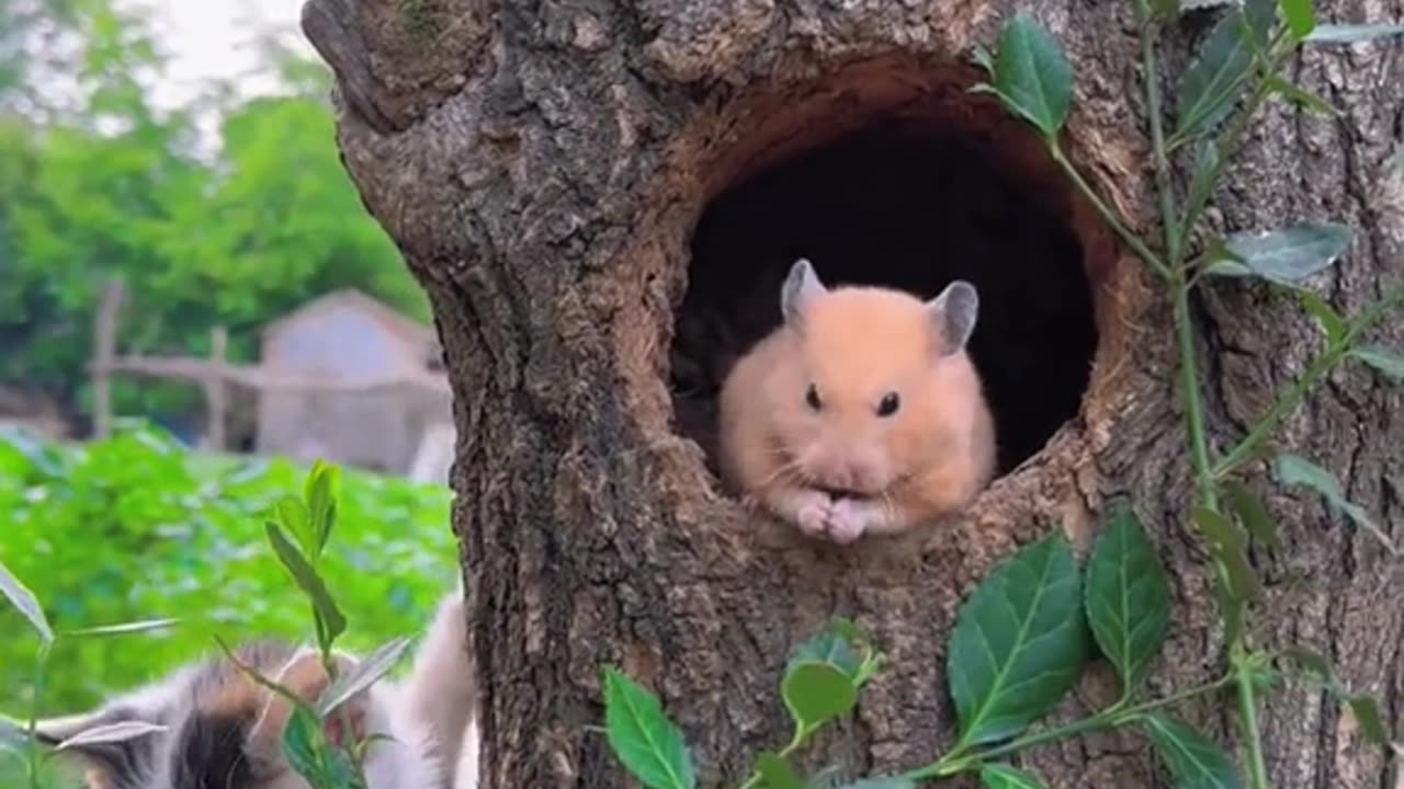Cute pets ever