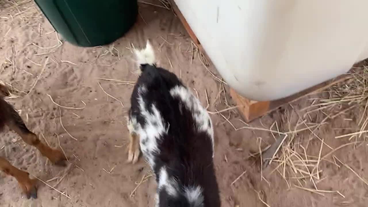 Cute Baby Goats playing