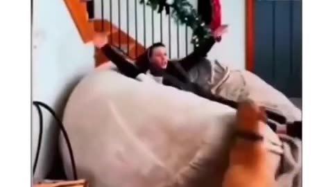 I dare you not to laugh at these funny dogs 🤣 🐕