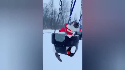 HOUR FUNNY CATS COMPILATION 2022😂_ Funny and Cute Cat Videos😸 ! - 102