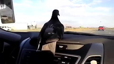 Clovey on a New Mexico Road Trip 1