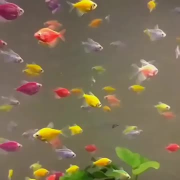 #fish#environment#looks#viral#shorts