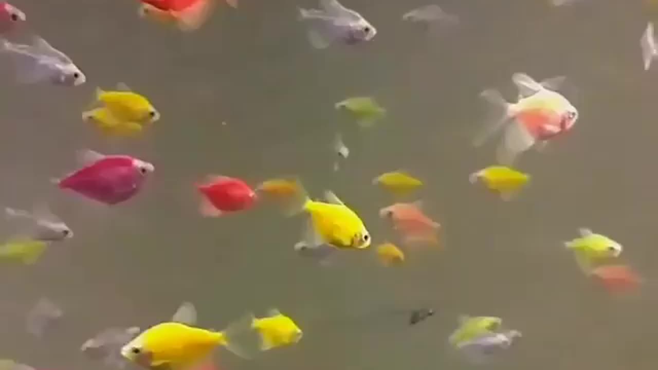 #fish#environment#looks#viral#shorts