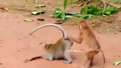 Best funny animals shorts video