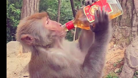 a monkey drinking alcohol