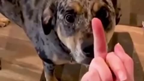 Dog’s reaction in the face of the middle finger.
