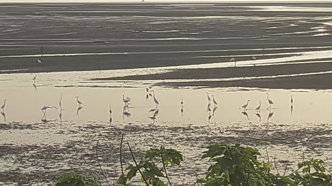 Xiangshan Wetlands, Taiwan
