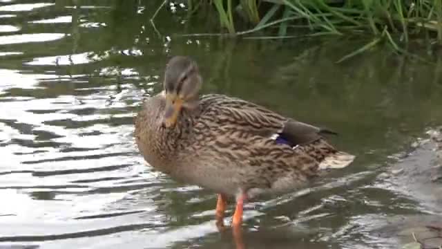Watch the brown duckling on the shores of the large lake in the morning