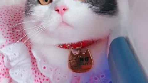 OMG So Cute Cats ♥ Best Funny Cat ❤️🐈Videos 2021 #shorts