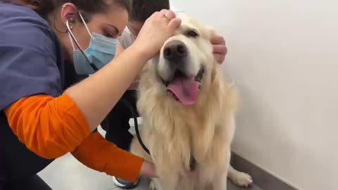 My golden retriever loves to go to the vet!