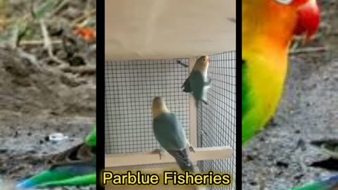 Some species of love bird parrots and their namesWatch the full video and learn their names#pets