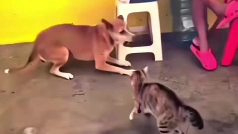 Cat vs dog #cat wins 🏆