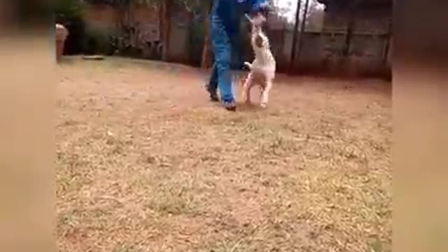 Dogs training
