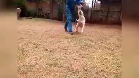 Dogs training