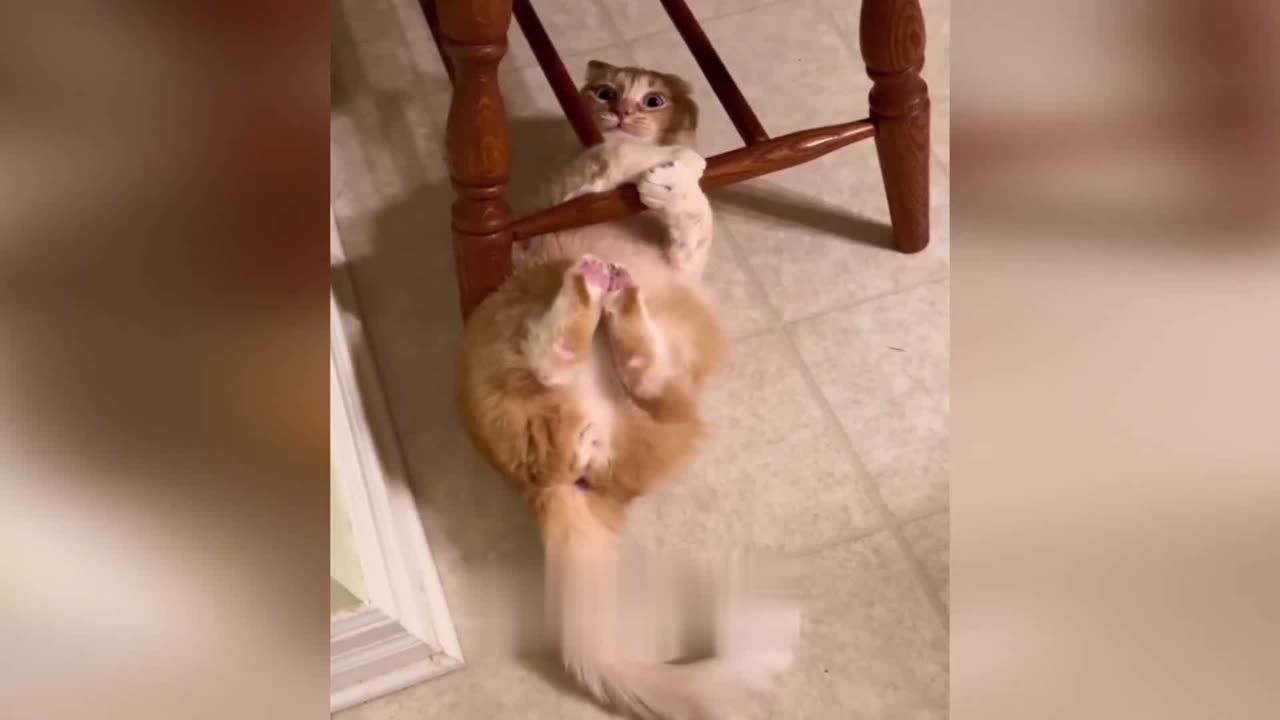 Funny Dancing Cat