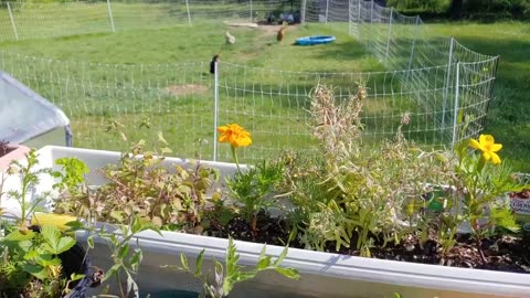 Harvesting Chamomile Tea at Home