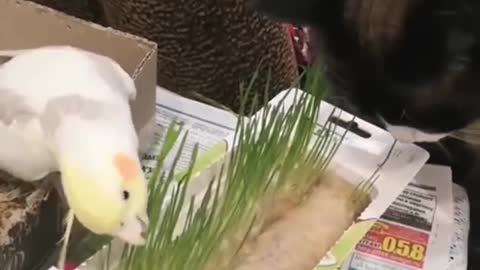 The bird and the cat are eating
