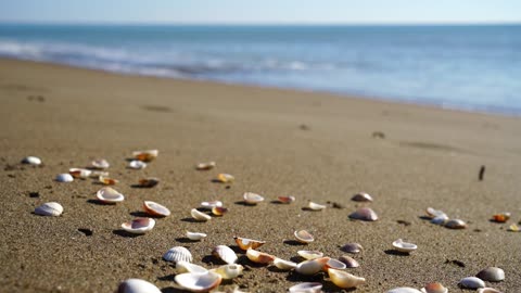 Beach beauty