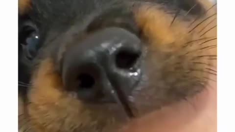 Cute dog puupy playing with cute girl like it...