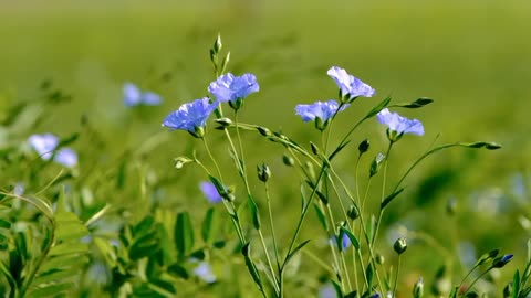 the beautiful flowers